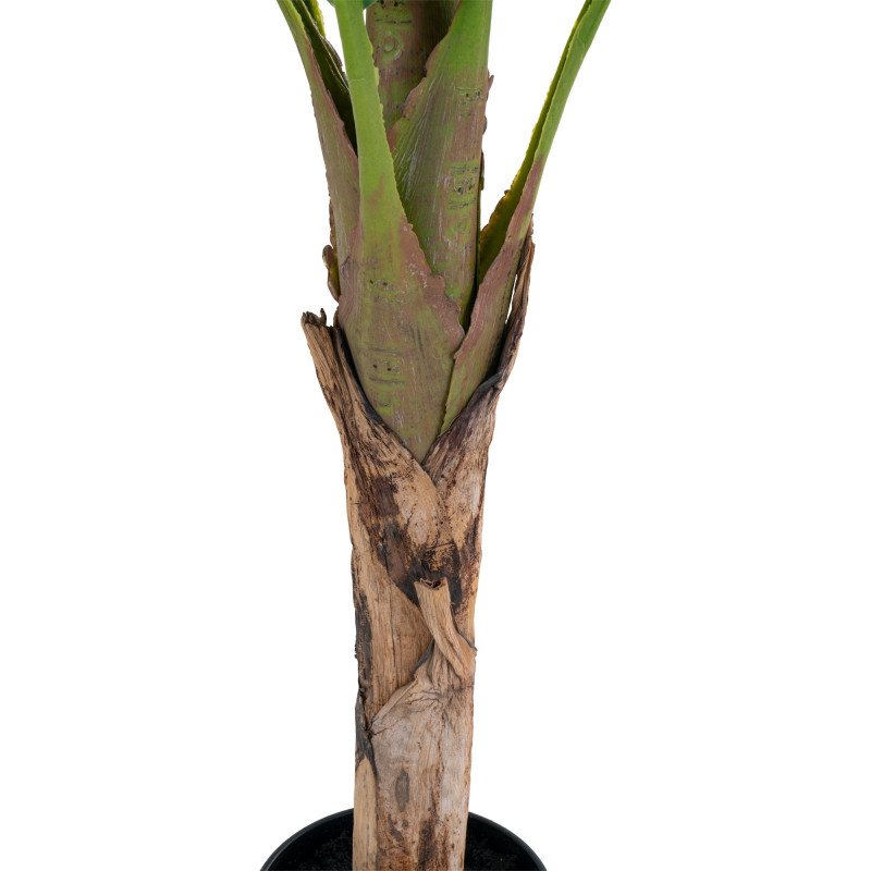 Arbre palmier banane LINNEA